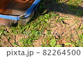 Horse on Pasture, Beautiful Noble Animals, Horses Grazing in a Meadow 82264500
