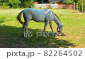 Horse on Pasture, Beautiful Noble Animals, Horses Grazing in a Meadow 82264502