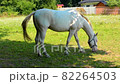 Horse on Pasture, Beautiful Noble Animals, Horses Grazing in a Meadow 82264503