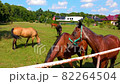 Horse on Pasture, Beautiful Noble Animals, Horses Grazing in a Meadow 82264504