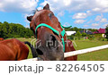 Horse on Pasture, Beautiful Noble Animals, Horses Grazing in a Meadow 82264505