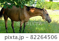 Horse on Pasture, Beautiful Noble Animals, Horses Grazing in a Meadow 82264506