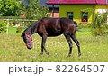 Horse on Pasture, Beautiful Noble Animals, Horses Grazing in a Meadow 82264507
