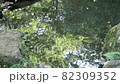 Greenery of trees moving in the pond 82309352