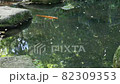 Carp of a pond 82309353