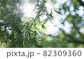 The sunlight shining through the gaps in the autumn leaves 82309360