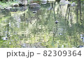 Ducks in the park pond 82309364