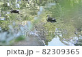 Ducks in the park pond 82309365