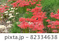 Monki Miyama 烏鴉燕尾聚集在德島農業大學的叢生孤挺花上 82334638