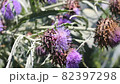 Blooming heads of a real artichoke plant close up. 82397298