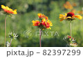 The garden flowers of the guillardia plant sway in the slightest breeze. 82397299