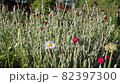 The flowering garden plant Lichnis coronae flutters under the slight breeze of the breeze. 82397300