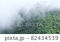 Cloudy mountains, rainforest landscape,Green forest in the fog 82434539