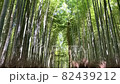 【京都】嵯峨野竹林 82439212
