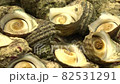 Heaping turban shell close-up PAN 82531291