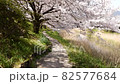 芦原と桜の散歩道（4K映像） 82577684
