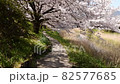 芦原と桜の散歩道（4K映像） 82577685