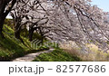 芦原と桜の散歩道（4K映像） 82577686