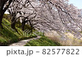 芦原と桜の散歩道（4K映像） 82577822