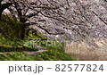 芦原と桜の散歩道（4K映像） 82577824