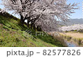 芦原と桜の散歩道（4K映像） 82577826
