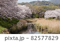 芦原と桜の散歩道（4K映像） 82577829