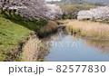 芦原と桜の散歩道（4K映像） 82577830