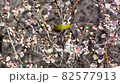 満開の梅に遊ぶメジロ 82577913