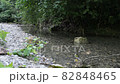 A deep gorge of a small mountain river in the mountains of the North Caucasus. 82848465