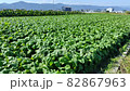 滿是芥末菠菜的田地 82867963