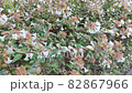 吮吸花蜜的鷹蛾 82867966