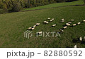 A flock of sheep moving on a meadow ranch 82880592