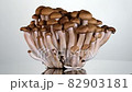 Brown Shimeji mushroom on white background rotating close up. 82903181