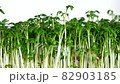 Fresh raw organic watercress sprouts on white background rotating close up 82903185