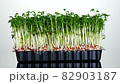 Fresh raw organic watercress sprouts on white background rotating close up 82903187