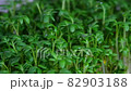 Fresh raw organic watercress sprouts on white background rotating close up 82903188