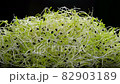 Leek seed sprouts on black background rotating close up. 82903189