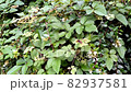 黃蜂吮吸 Cayratia japonicum 花的花蜜 82937581