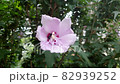 帶有 Mukuge 花粉的蜜蜂 82939252