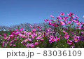 秋櫻菊科波斯菊屬秋櫻 83036109