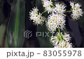 Flower language "happiness". Dracaena flower, which is said to bloom once every 10 years 3 83055978