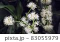 Flower language "happiness". Dracaena flower, which is said to bloom once every 10 years 2 83055979