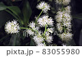 Flower language "happiness". Dracaena flower, which is said to bloom once every 10 years 1 83055980