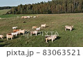 Aerial panorama of pasture fields with grazing cows 83063521