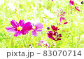Cosmos flowers swaying in the wind in the sun 83070714