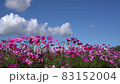 秋櫻菊科波斯菊屬秋櫻 83152004