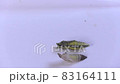アゲハ蝶 羽化 アゲハ蝶 羽化 83164111