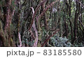 Laurel tree forest , Anaga Mountains, Tenerife 83185580