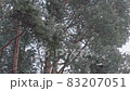 Bottom view of crowns of pine trees and the sky. 83207051
