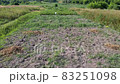 Drone flight above rural vegetable garden on a summer sunny day 83251098